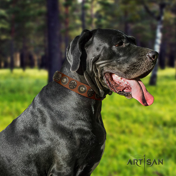 Great Dane daily walking full grain natural leather collar with embellishments for your doggie