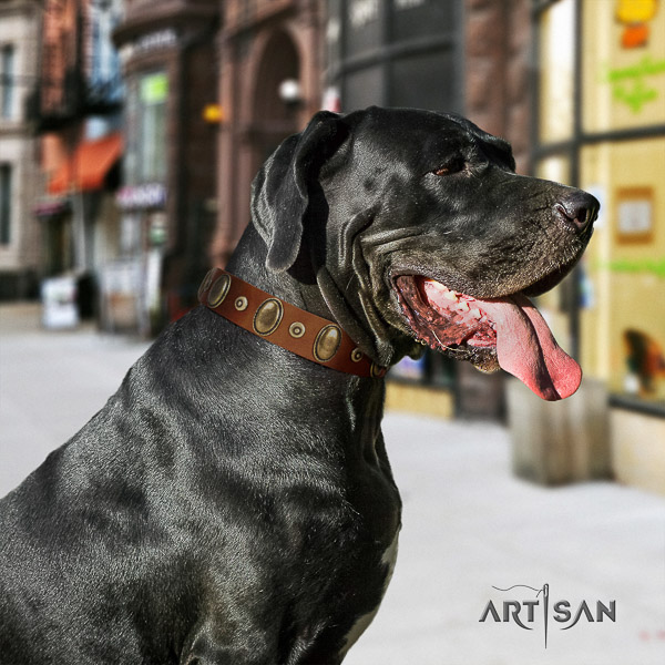 Great Dane everyday walking leather collar with decorations for your four-legged friend