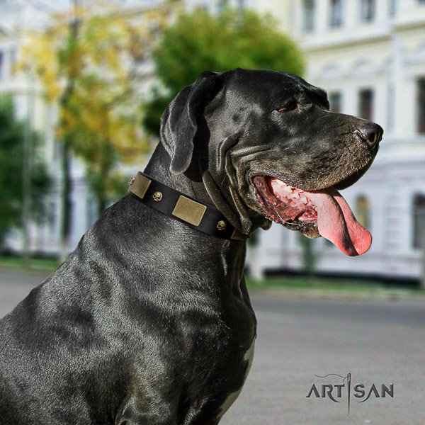 Great Dane comfortable wearing full grain natural leather collar with decorations for your four-legged friend