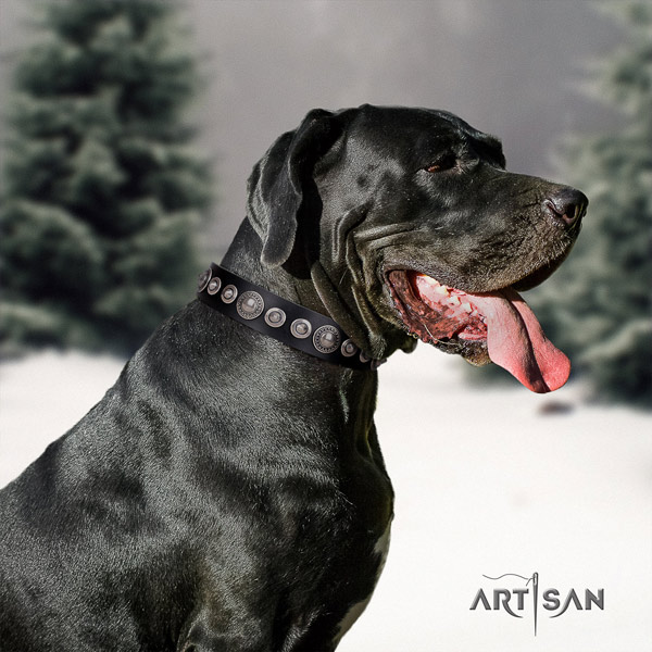 Great Dane perfect fit collar with fashionable studs for your pet