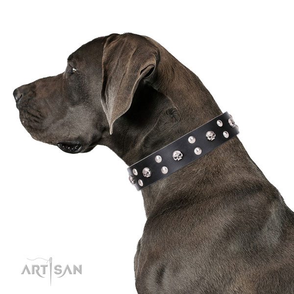 Great Dane awesome genuine leather dog collar for everyday use