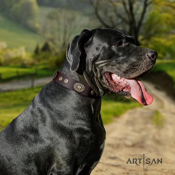 Great Dane easy wearing collar with stylish design studs for your four-legged friend