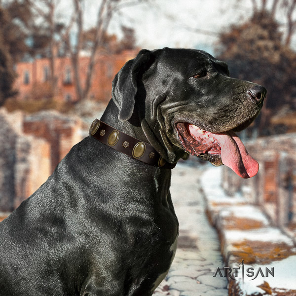 Great Dane walking natural leather collar with embellishments for your dog