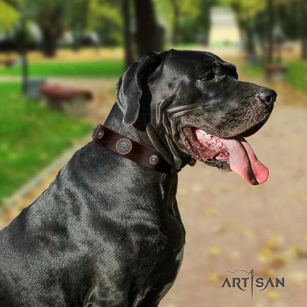 Great Dane daily use full grain genuine leather collar with studs for your doggie