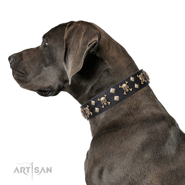 Great Dane amazing full grain genuine leather dog collar for daily use