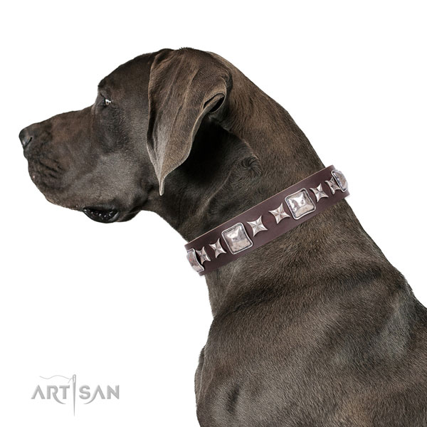 Great Dane stylish full grain natural leather dog collar for basic training