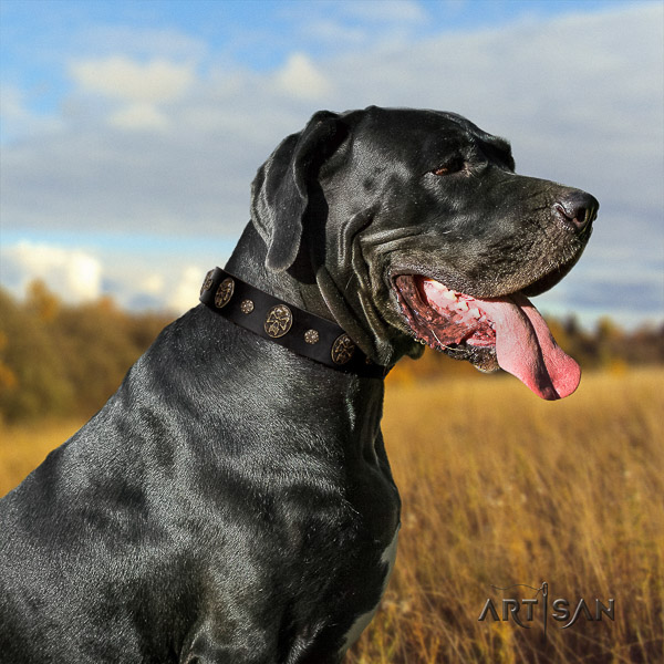 Great Dane basic training full grain natural leather collar with embellishments for your canine