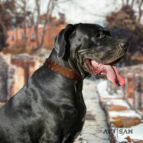 Great Dane stylish walking leather collar with embellishments for your four-legged friend