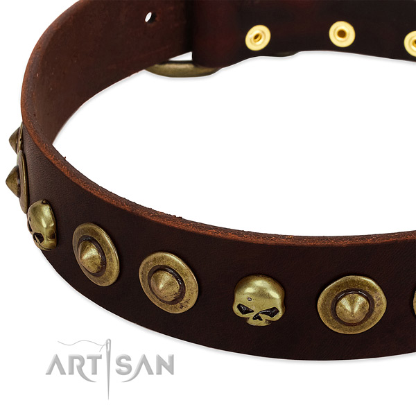 Designer studs on genuine leather collar for your doggie