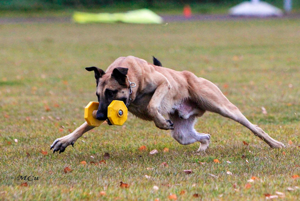 Dog Dumbbell for Schutzhund Trials and Agitation Training