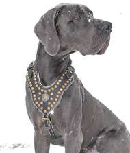 Fido's Pleasure FDT Artisan Brown Leather Dog 【Collar】 with Amazing Studs :  Great Dane Breed: Dog Harness, Great Dane Dog Muzzle, Great Dane Dog Collar,  Dog Leash