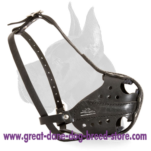 Great best sale dane halter