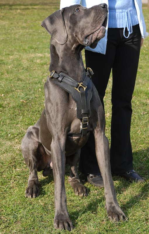 leather walking dog harness for Great Dane !!!